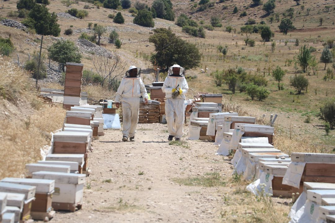 Binbir zahmet ile üretiliyor, 3 hücreden ancak 1 gram çıkıyor: Kilosu 30 bin TL! - Sayfa 3