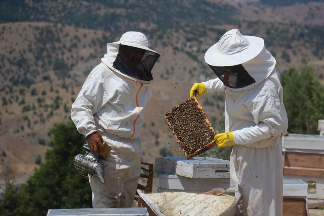 Binbir zahmet ile üretiliyor, 3 hücreden ancak 1 gram çıkıyor: Kilosu 30 bin TL! - Sayfa 1