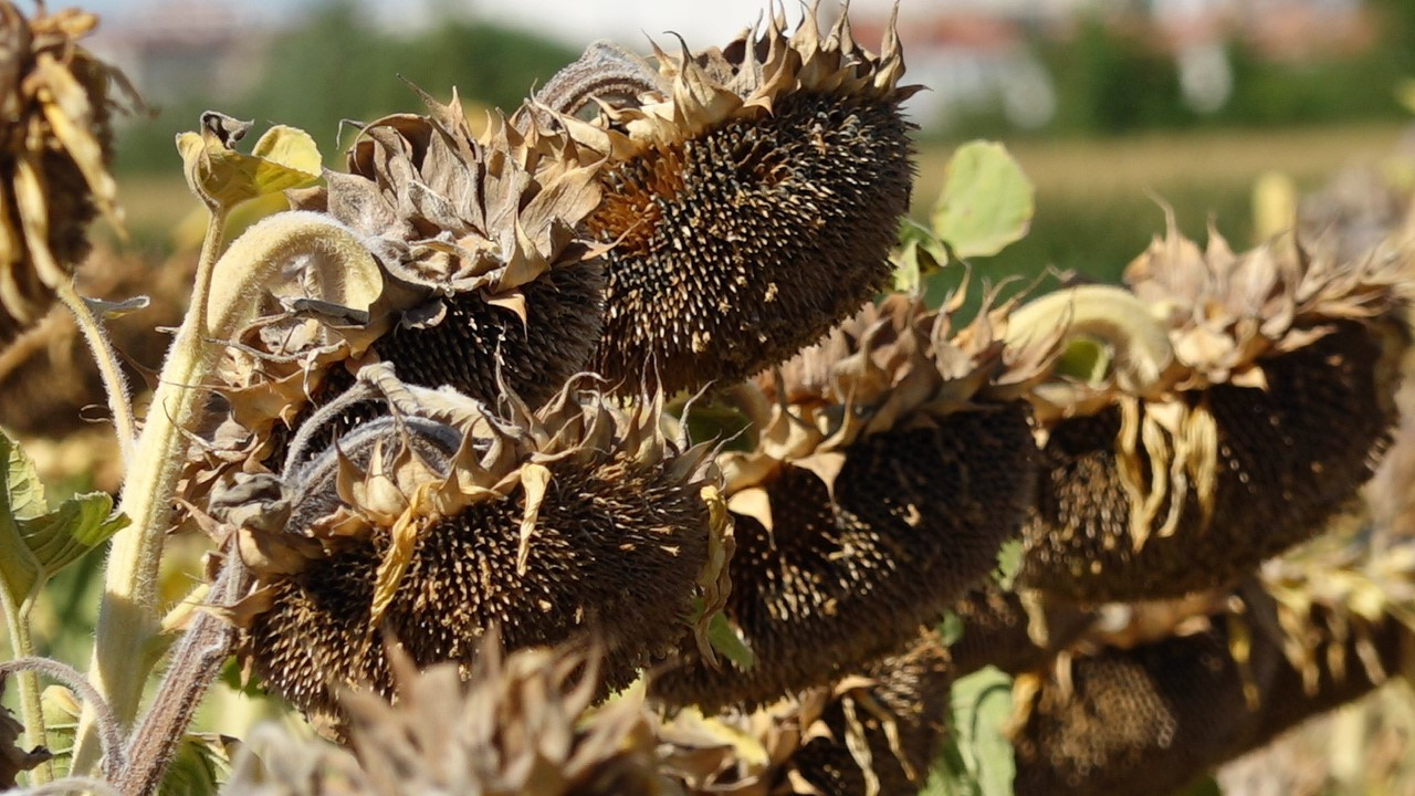 Trakya'da kuraklık ayçiçek üreticilerini vurdu