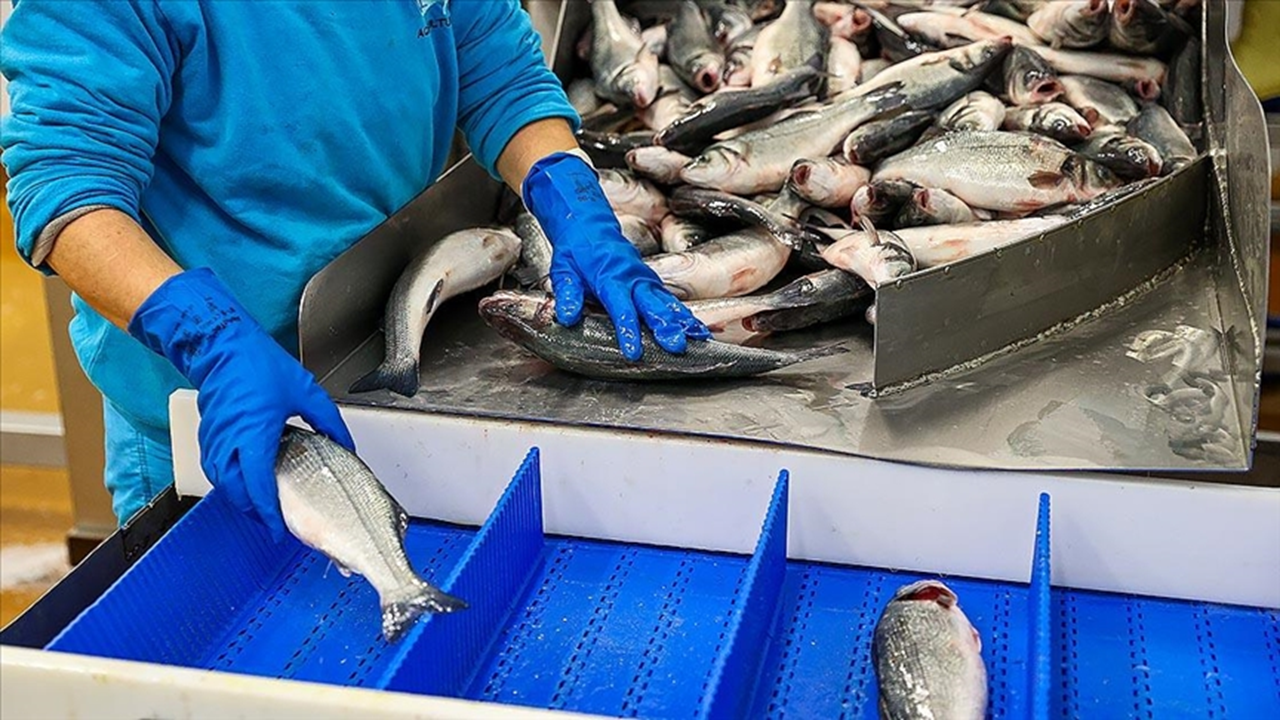 Muğla'nın 2024 yarı yıl balık ihracat getirisi: 317 milyon dolar