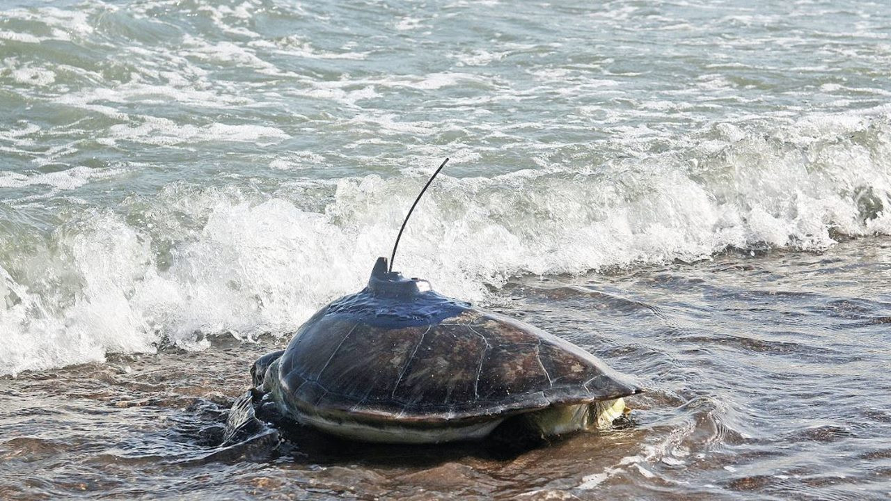 Deniz kaplumbağaları Gazze Şeridi’ne yaklaştı
