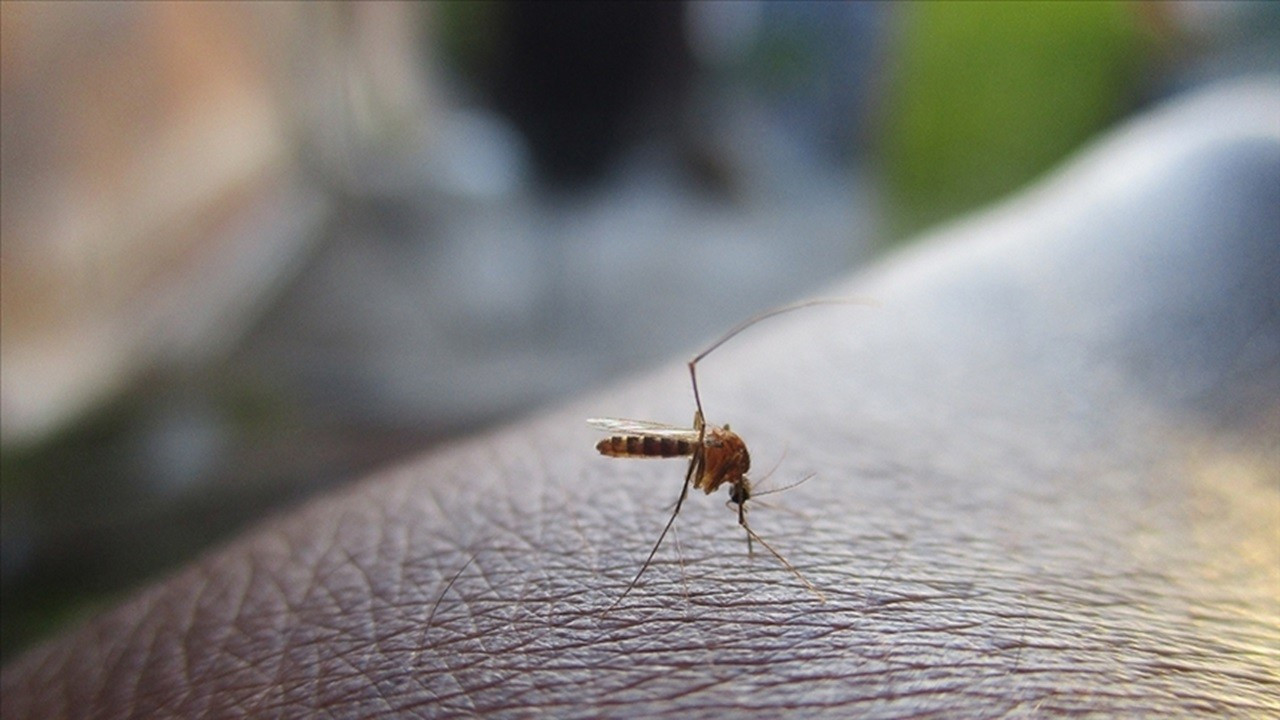 Araştırmacılar, sivrisinek pupalarının cinsiyetini tespit edebilen cihaz geliştirdi