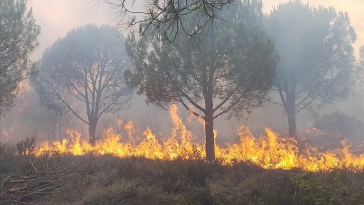 Yalova'da yangın!