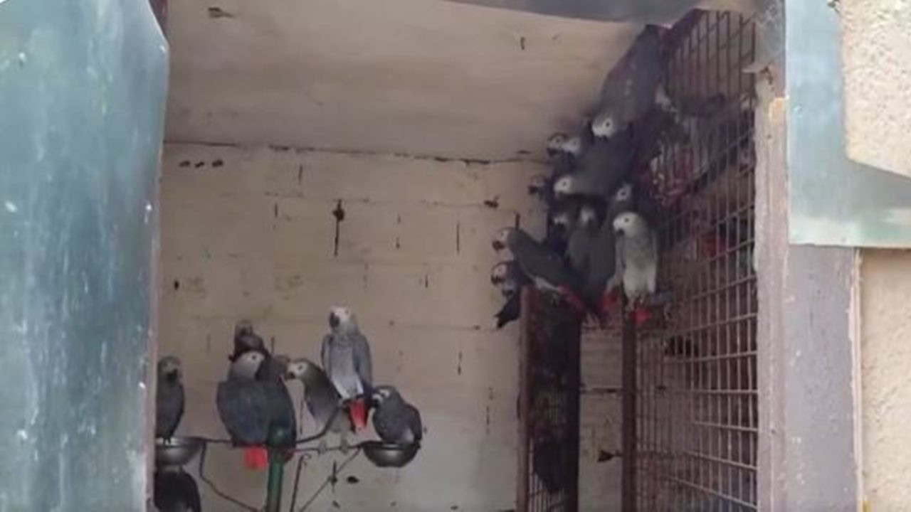 İstanbul Havalimanı'nda 309 jako türü papağana el kondu