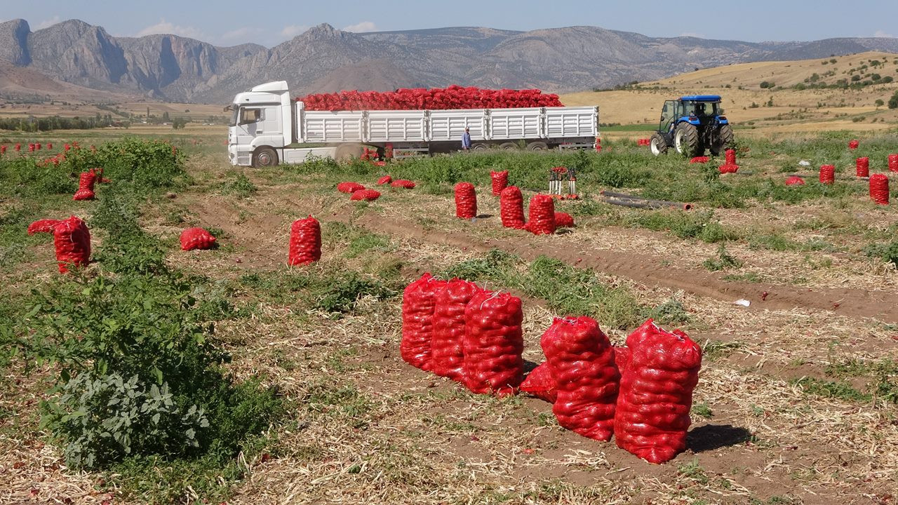 Soğanda hasat dönemi: Tarlada hem ürün azaldı hem fiyatı düştü; pazarda üç katına satılıyor