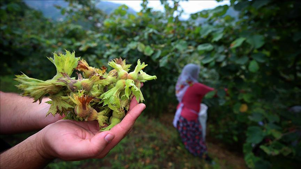 2024 ocak-temmuz ihracat artışı lideri: Fındık ve mamulleri