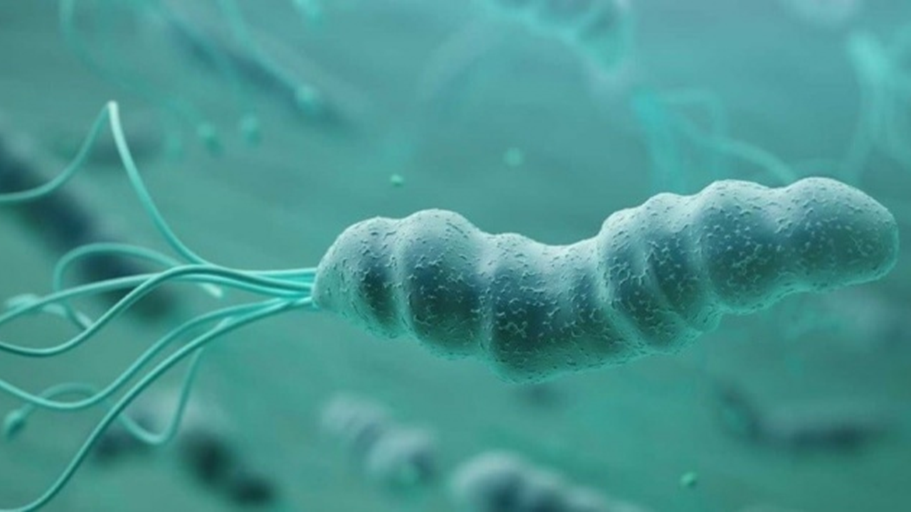 'Helicobacter pylori' tedavisi mide kanseri riskini azaltıyor