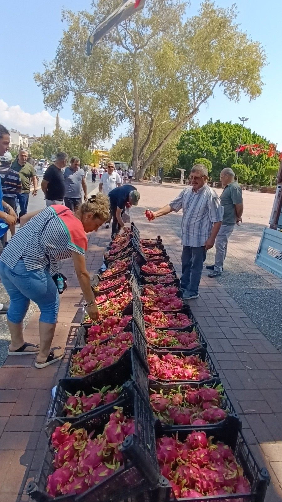 Tanesi 150 lira olan ejder meyvesini bedava dağıttı! Kapış kapış gitti - Sayfa 9