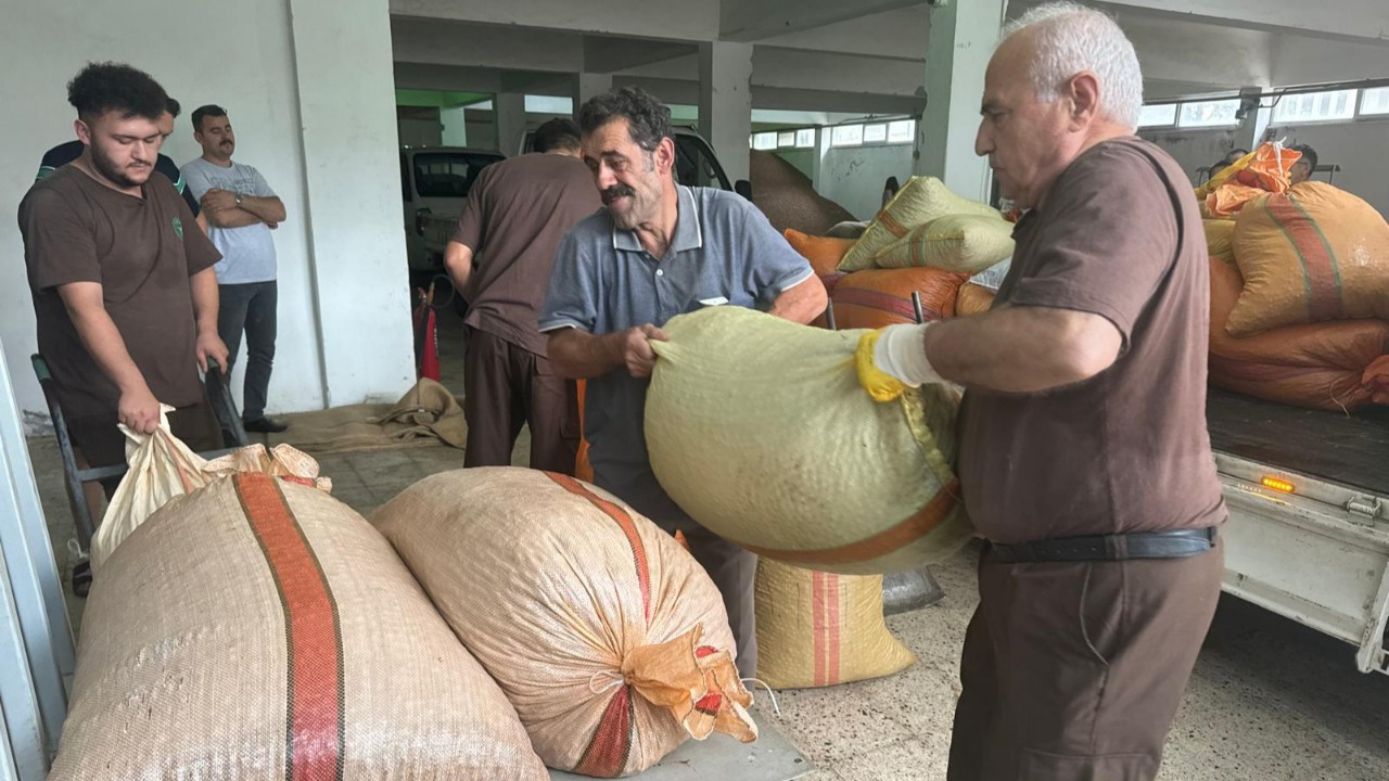 FİSKOBİRLİK kendisine getirilen tüm fındıkları almaya talip