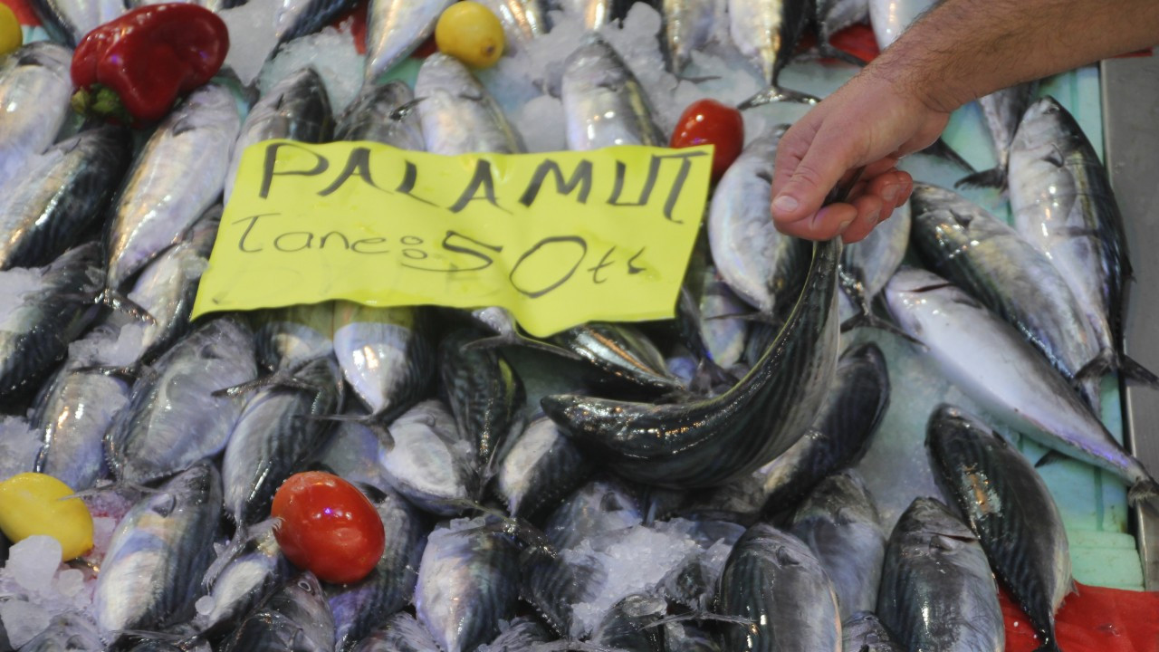 Karadeniz'de palamut bereketi: 3 tanesi 100 liraya kadar düştü