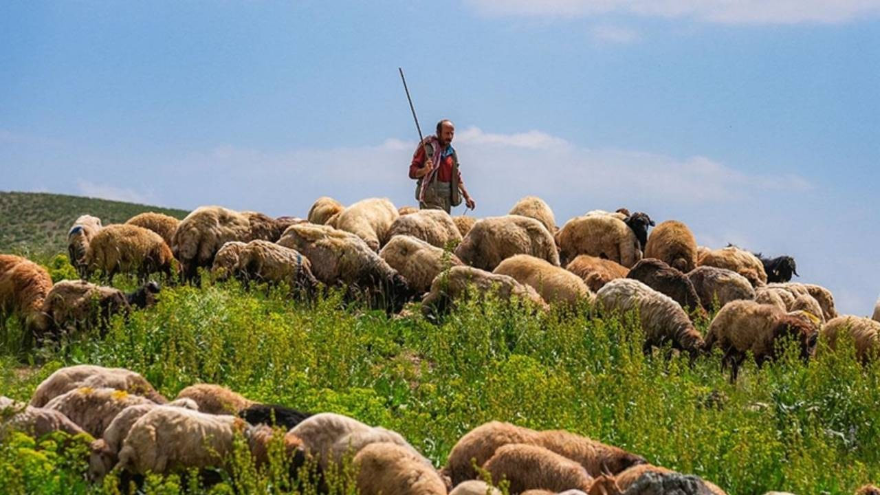 Bakanlıklar devrede: 150 bin çoban aranıyor