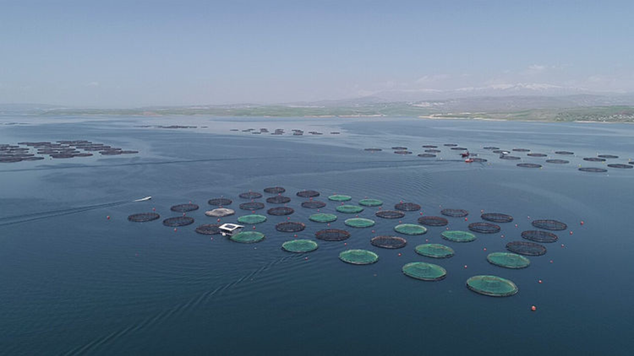 2024'ün ilk 8 ayında Karadeniz'in su ürünleri ihracat getirisi 227 milyon doları aştı