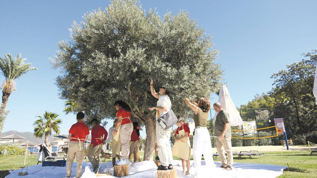 Türkiye, sofralık zeytin üretiminde dünya lideri