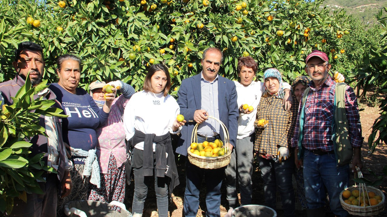 Satsuma mandalinanın ihracat yolculuğu başlıyor