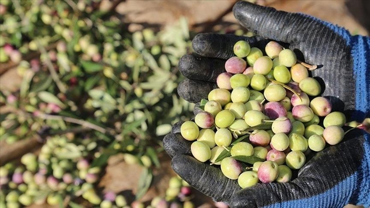 Marmarabirlik 99 bin 300 tonluk rekolte sezonunun ürün alım fiyatlarını açıkladı