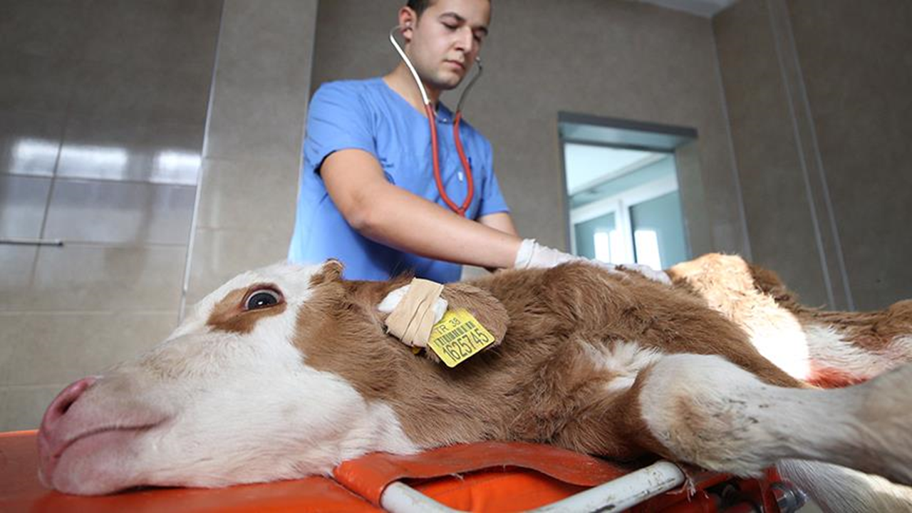 Antimikrobiyal tıbbi ürünlerin veterinerlerce kullanımına sınırlama geldi