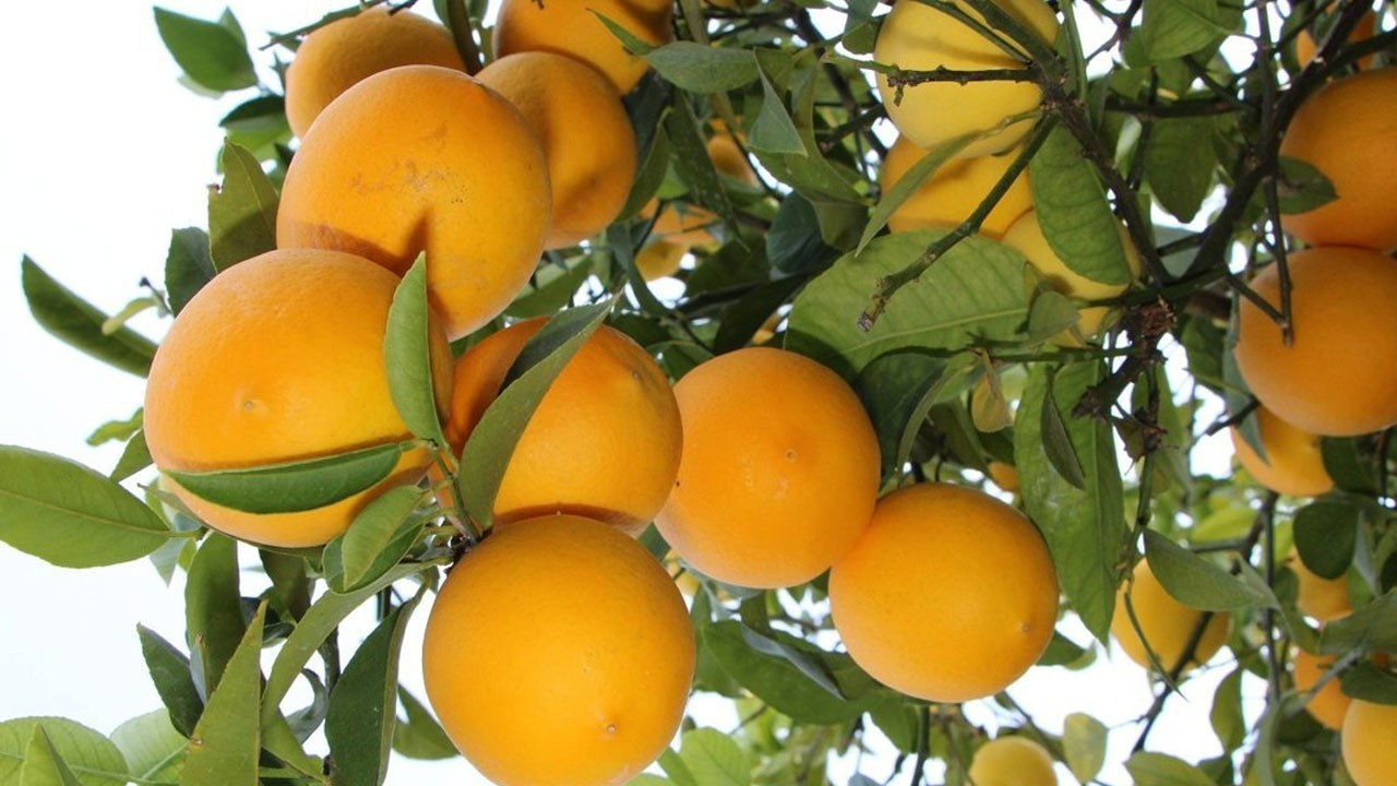 Limonda üretim düştü üreticiler destek bekliyor