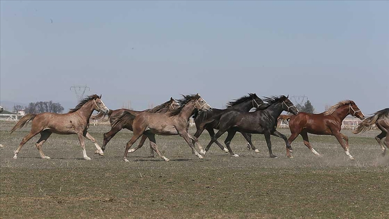 TİGEM'den safkan Arap aygırı alımı duyurusu!