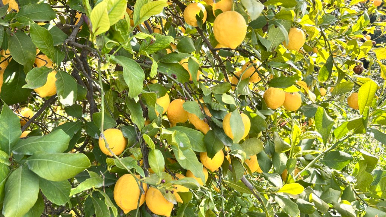 "Marketlerde limon 25, tarlada 15 liradan satılıyor"