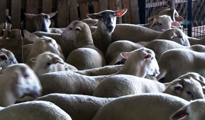 Bursa'da özel koyun ırkı geliştiriliyor