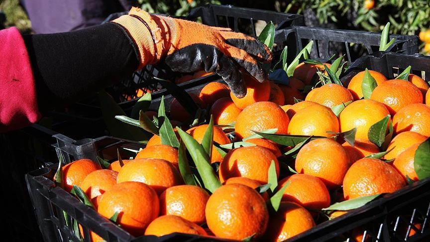 Meyve sebze ihracatçılarında Rusya sevinci