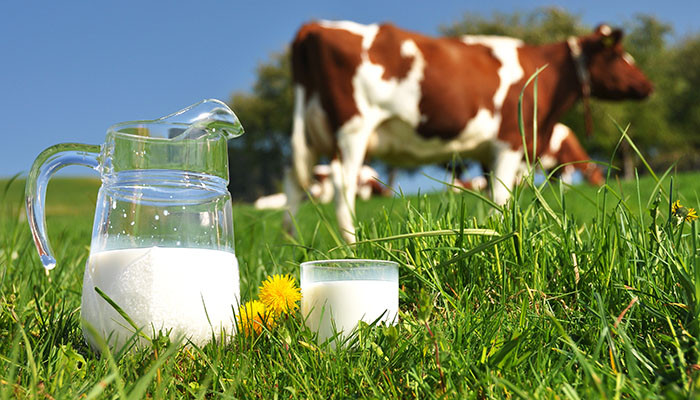 Toplanan inek sütü miktarı ağustosta arttı