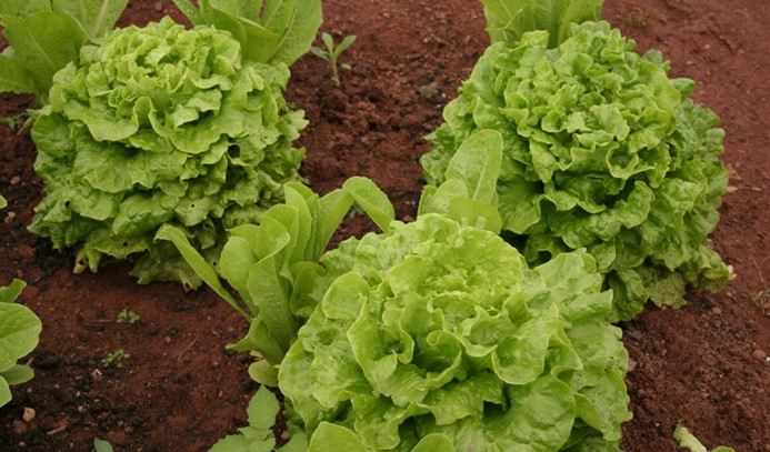 Eylülde en fazla kıvırcık salatanın fiyatı arttı