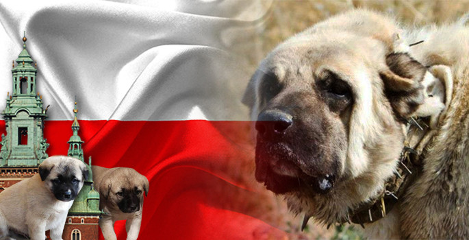 Polonya kangal köpek yavrusu satın almak istiyor