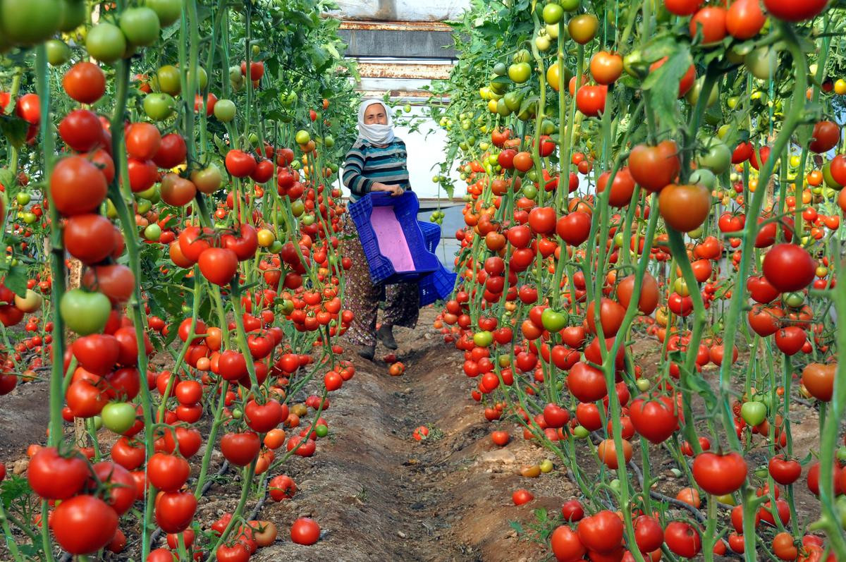 Выращивание помидоров для начинающих. Помидоры черри выращивание в теплице. Как выращивать помидоры черри в теплице. Выращивание томатов в Сибири.
