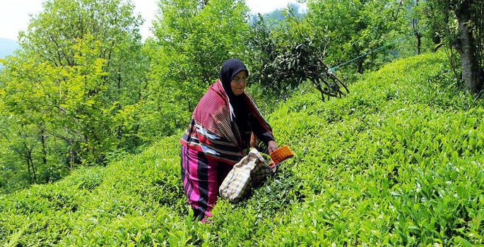 Yaş çay üreticilerine destek geliyor