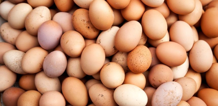 Yumurta fiyatlarındaki artış 'geçici'