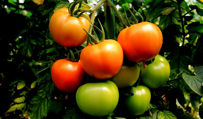 Güz domatesi üreticiyi sevindiriyor