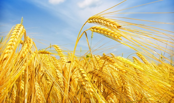 TMO 2.4 milyar liralık buğday aldı