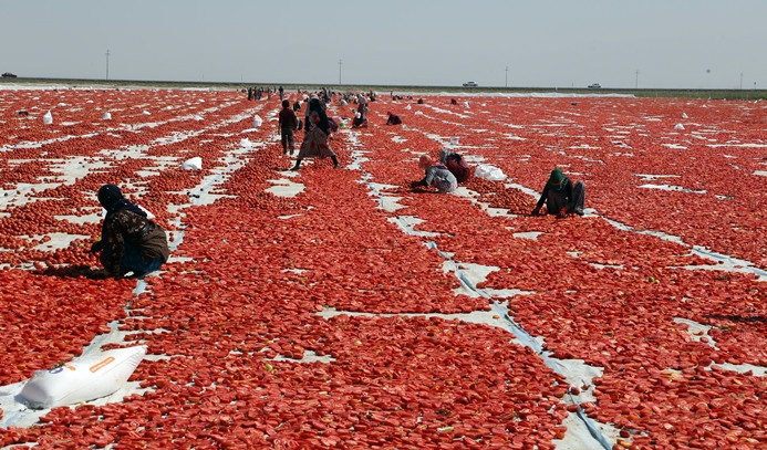 Kurutulan Türk domatesleri Avrupa mutfağında