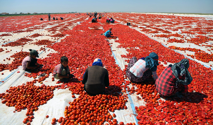 Kurutulan domatesler Avrupa mutfağında
