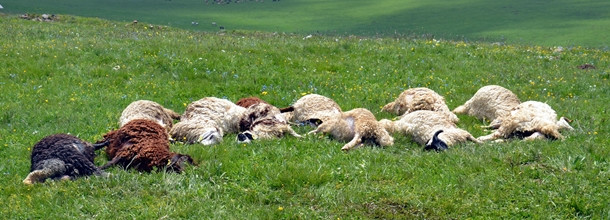 Kurt sürüsü, kurbanlık 31 koyunu telef etti
