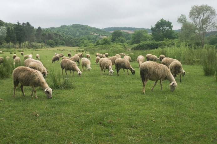 Koyun sayısı 30 milyon azaldı Dünya Gazetesi