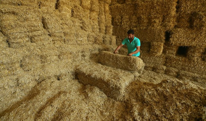 İthal samanda sevkiyat başladı