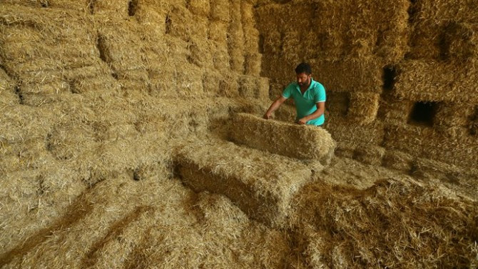 İthal samanda sevkiyat başladı