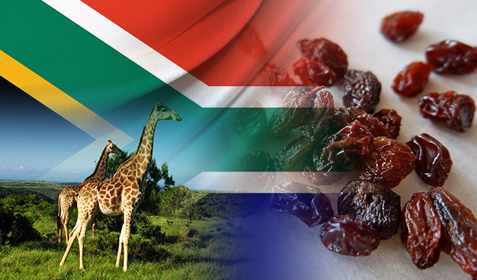 Güney Afrikalı firma kuru üzüm ithal edecek
