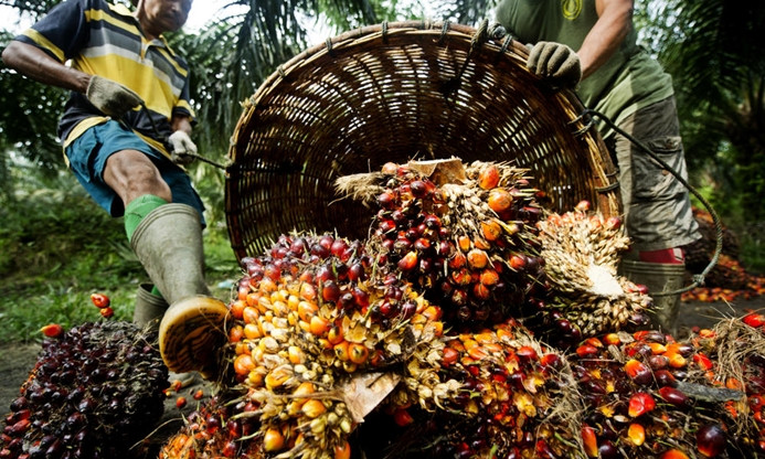 Malezya'da palm yağı üretimi düştü