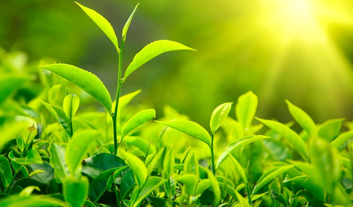 Organik çay üretimine geçiş 2018'de