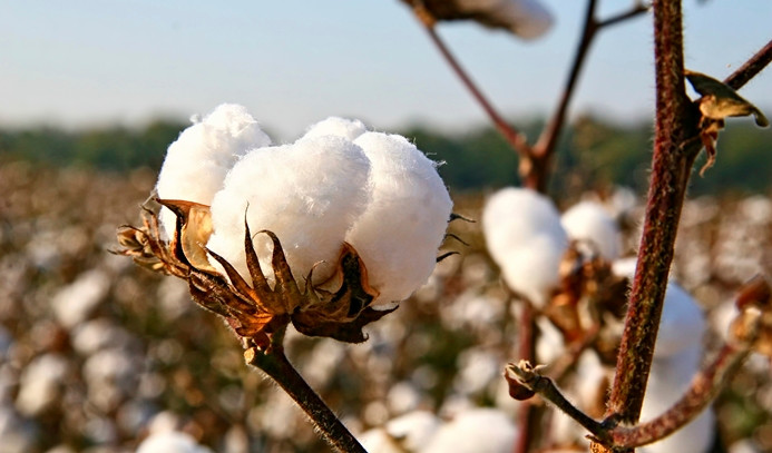 'Better Cotton' lisanslı üretim artırılacak