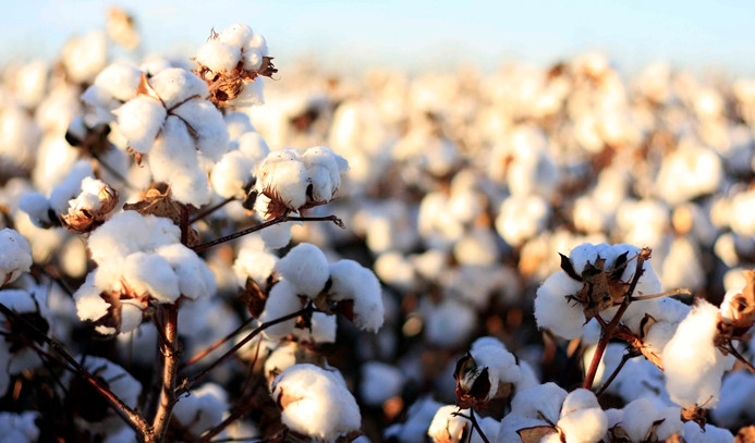 Better Cotton üretimi yüzde bin arttı