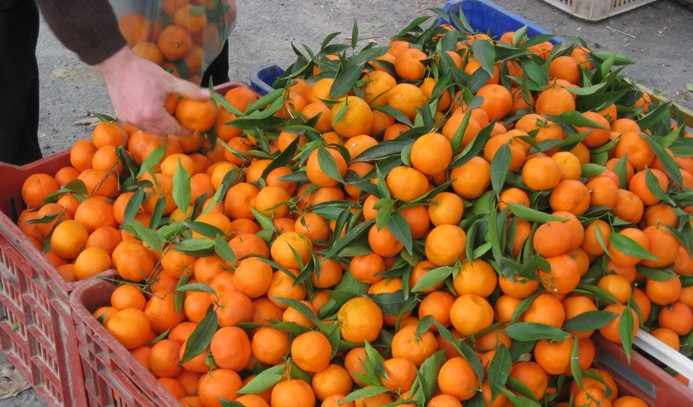 Rusya'ya en çok mandalina ihraç edildi
