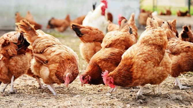 Tokat ve Niğde'de kuş gribi görüldü