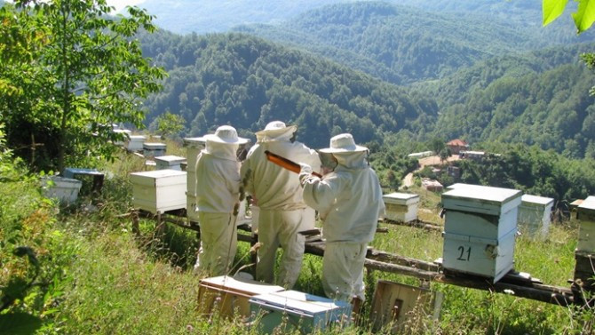 Artvin'e yeni bal ormanı