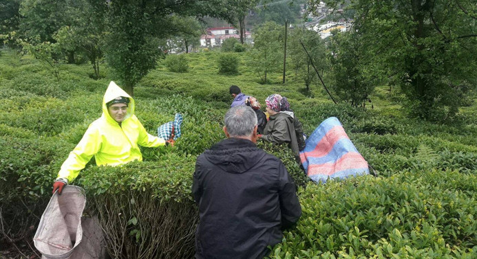 Rize'de yaş çay hasadına başlandı