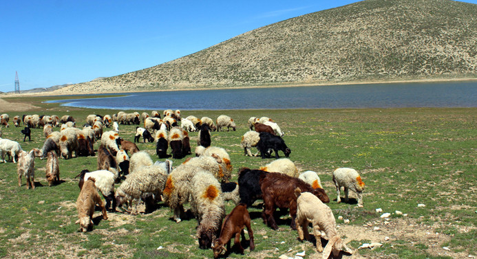 60 bin küçükbaş hayvan suya kavuştu