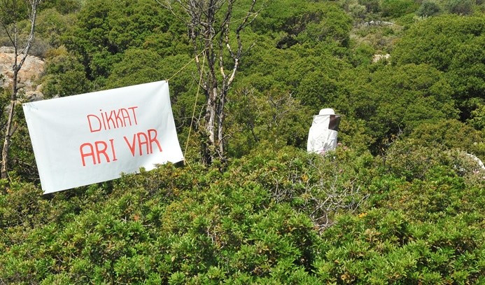 Arılar Eşek Adası'nda sakinleştiriliyor